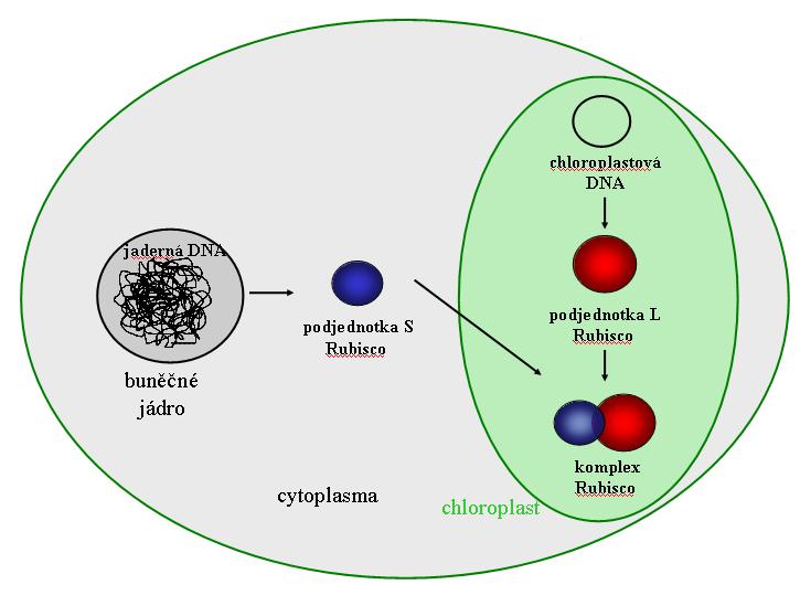 Některé geny se přenášejí do jádra dříve jiné později Nejdříve regulační funkce (sigma factor of RNApolymerase,