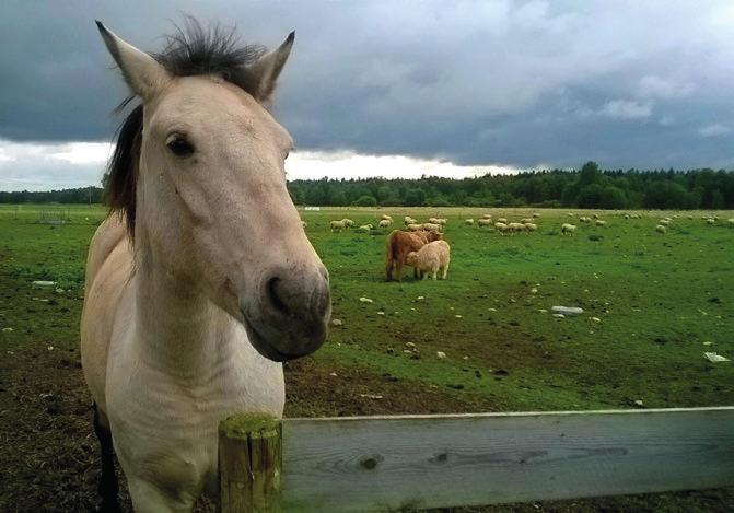 Ministerstvo zemědělství 6. PODPORA EKOLOGICKÉHO ZEMĚDĚLSTVÍ A VÝROBY BIOPOTRAVIN 6.