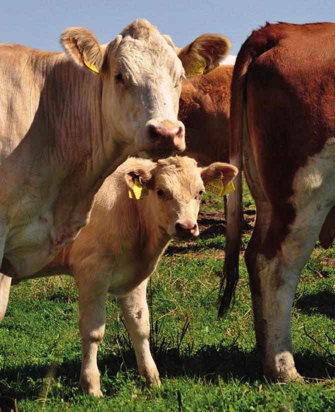 Organic Farming in the Czech Republic Yearbook 2016 According to IAEI data, roughly 70 % of organic beef is sold on the domestic market, 30 % is exported, and this amount has been growing.