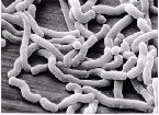 Mléčné bakterie používané jako probiotika pro lidskou výživu Lactobacillus L. acidophilus L. casei L. ruteri L.