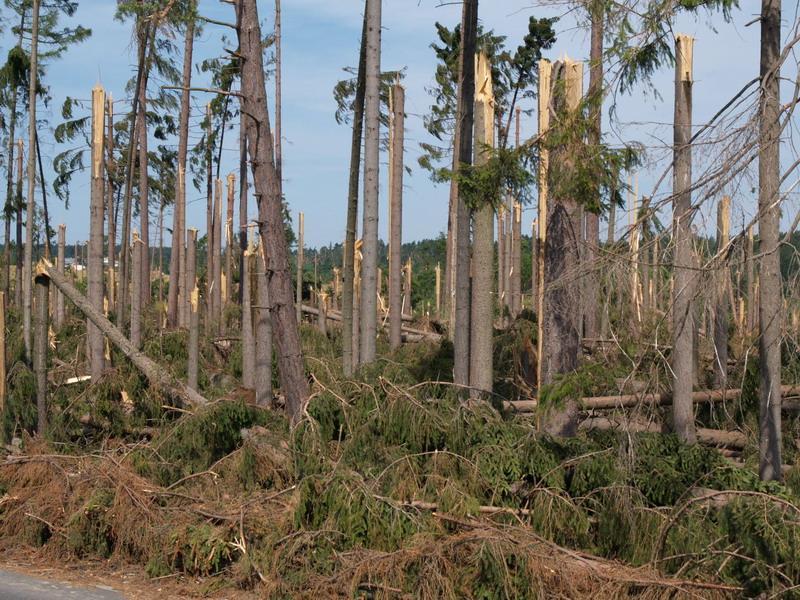 8.4.1 Obnova lesních porostů po kalamitách způsobilé výdaje odstraňování kalamitami poškozených lesních porostů ve stáří do 40 let určených k rekonstrukci příprava ploch po kalamitních těžbách před