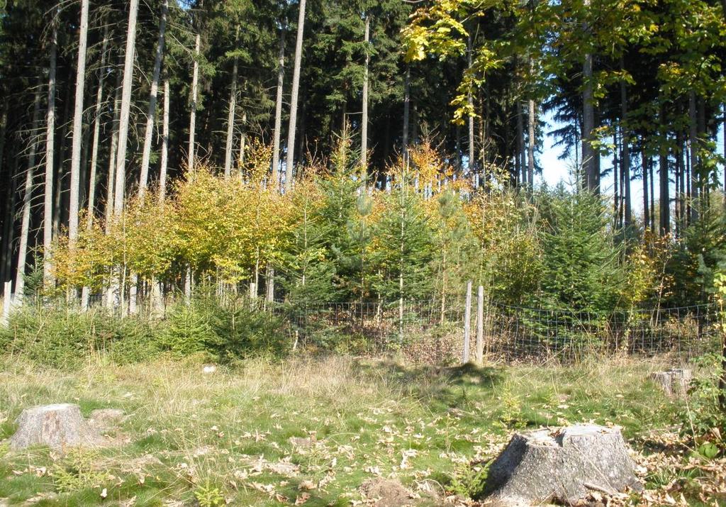 8.5.1 Investice do ochrany melioračních a zpevňujících dřevin způsobilé výdaje
