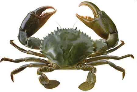 Diagnostické kritériá myelómu Symptomatický myelóm - CRAB 1. Monoklon. PB v kostnej dreni > 10% 2. Monoklon imunoglobulin v sére/v moči 3.