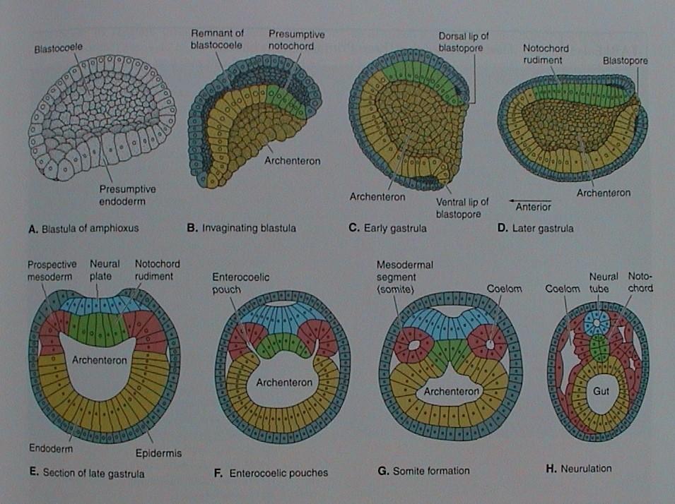 Stádia embryonálního vývoje: Vývoj mesodermu u kopinatce 3.