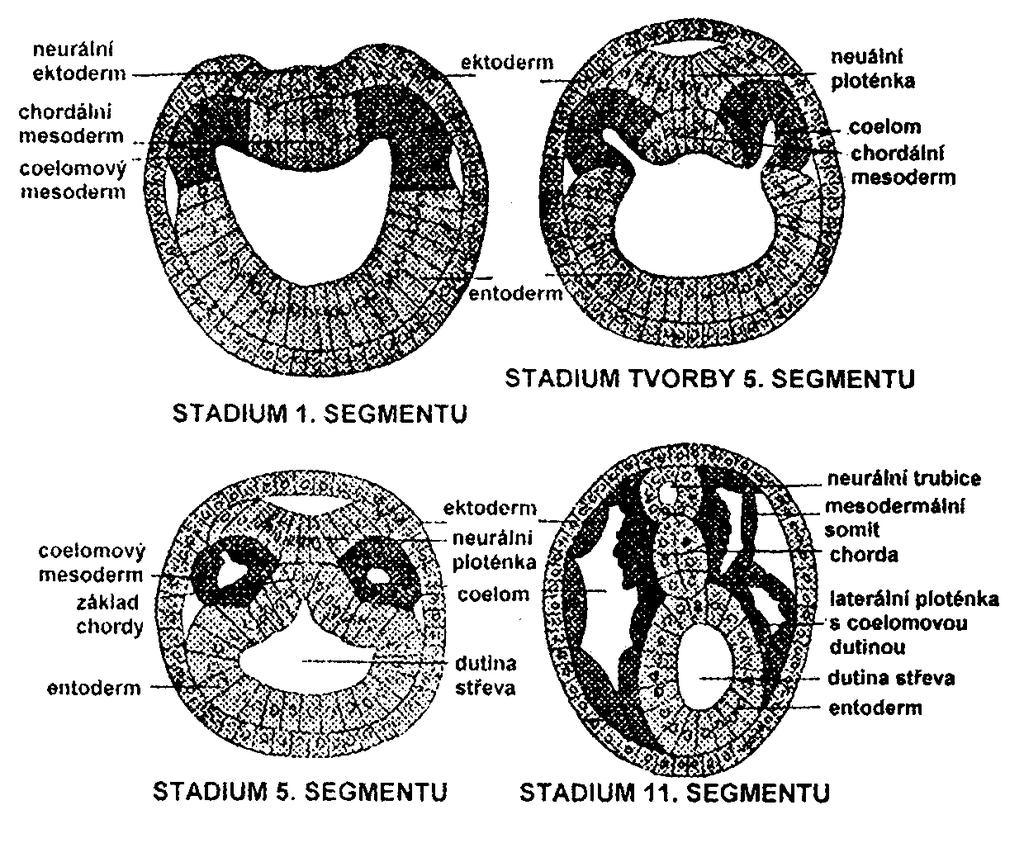 Vývoj mesodermu u