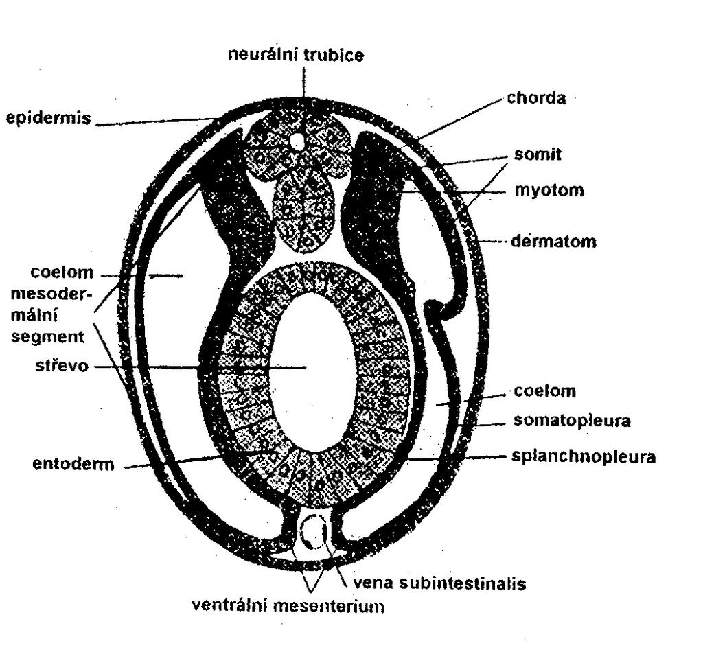 Somit + Intermediátní m.