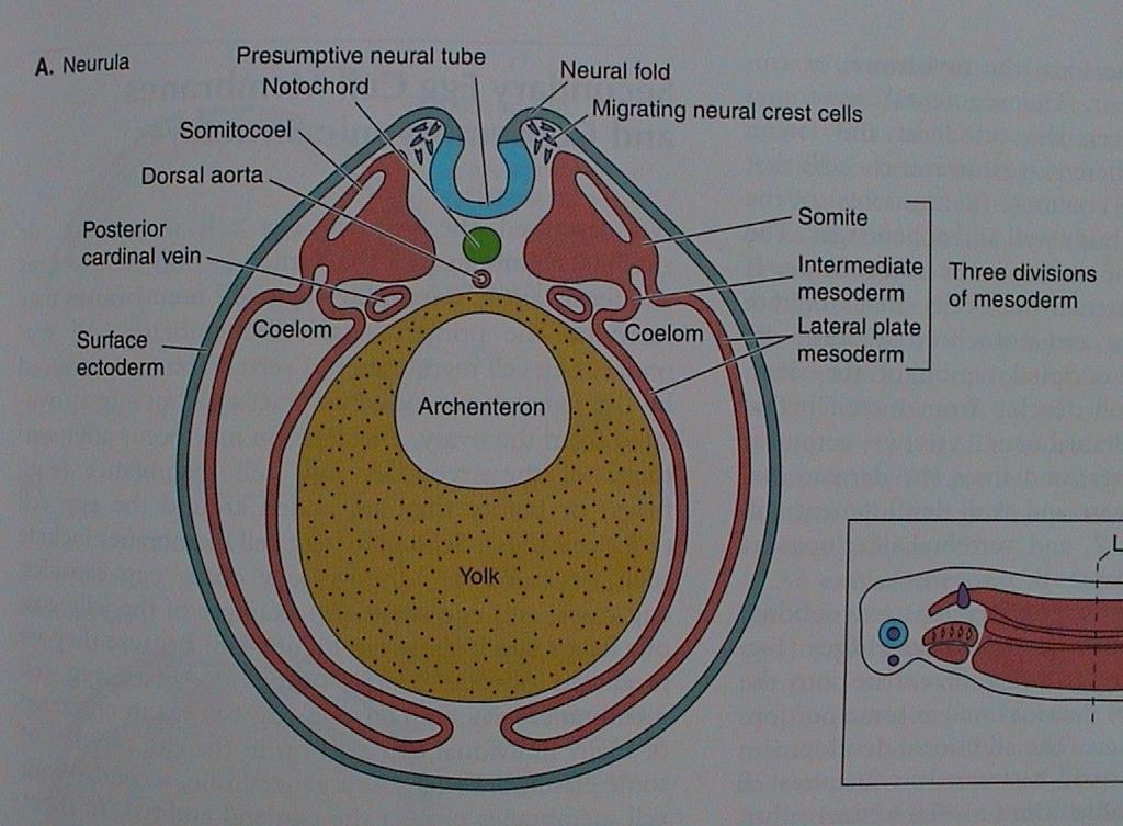 ektoblast neuroektoblast nervová lišta chordomezoblast mezoblast entoblast Somit:
