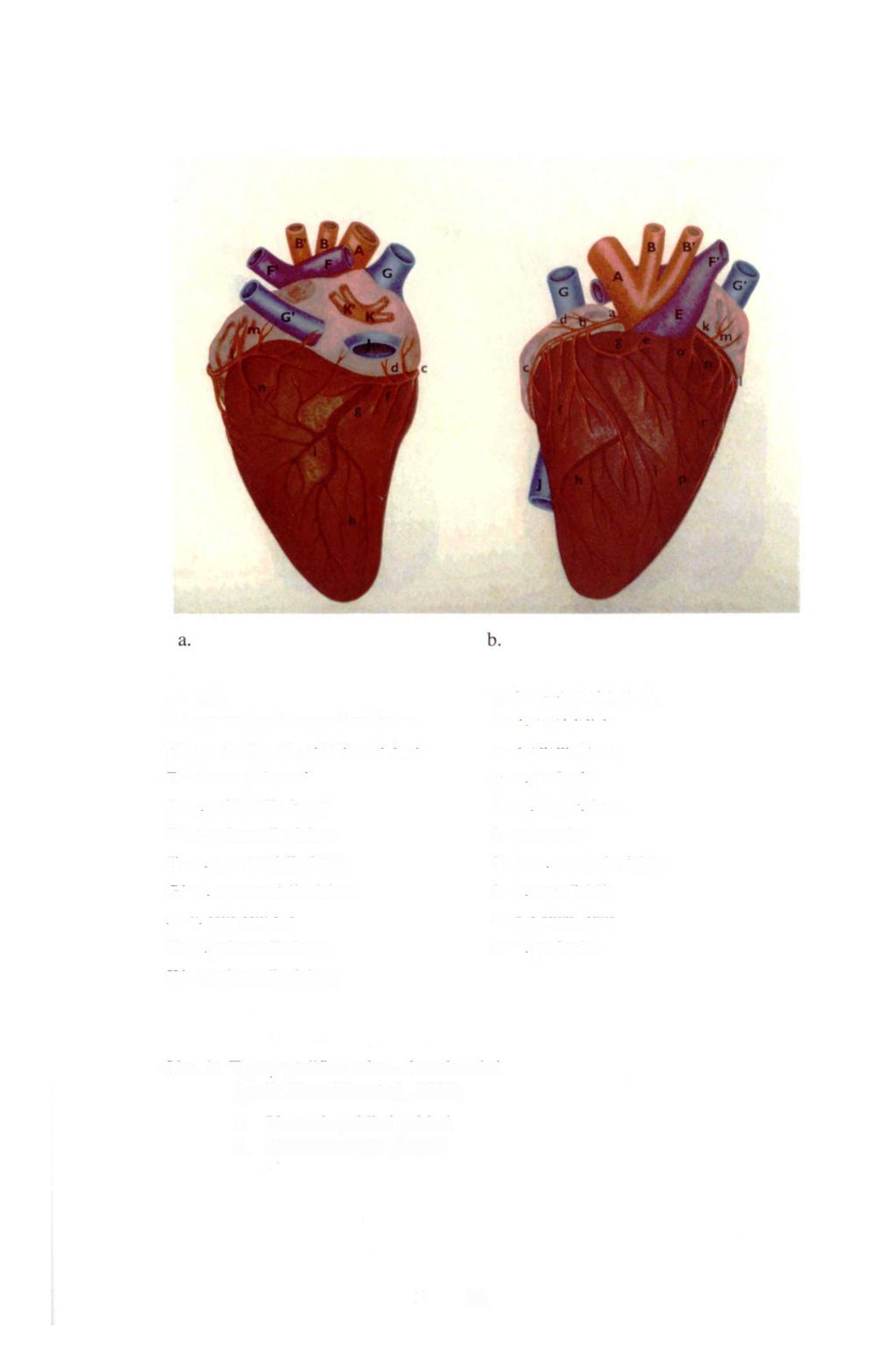 A - aorta B - truncus brachiocephalicus dexter B' - truncus brachiocephalicus sinister E - truncus pulmonalis F - a. pulmonalis dextra F' - a. pulmonalis sinistra G - v. cava cranialis dextra G' - v.