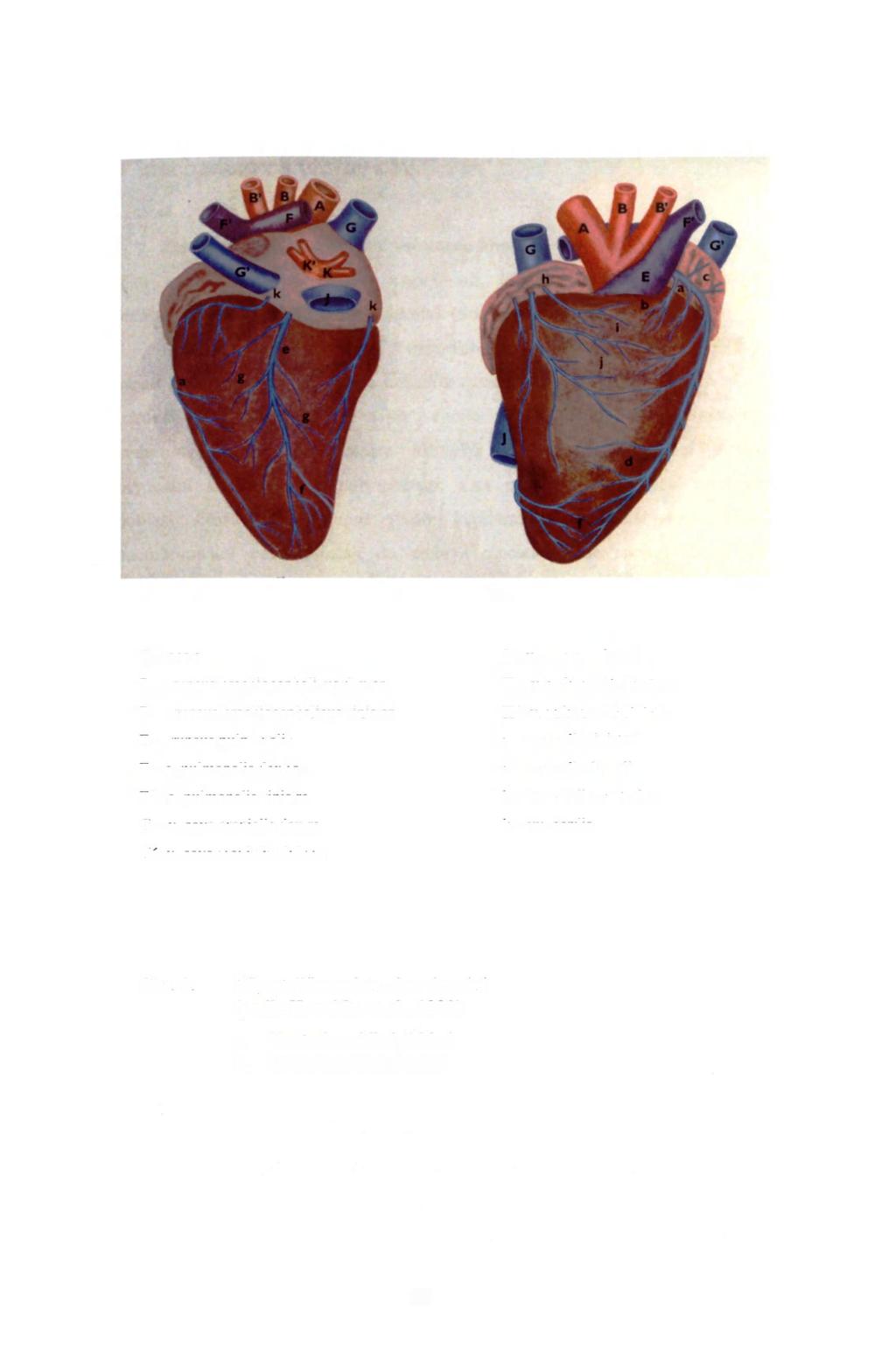 a. b. A - aorta B - truncus brachioccphalicus dexter B' - truneus brachiocephalicus sinister E - truneus pulmonalis F - a. pulmonalis dextra F' - a. pulmonalis sinistra G - v.