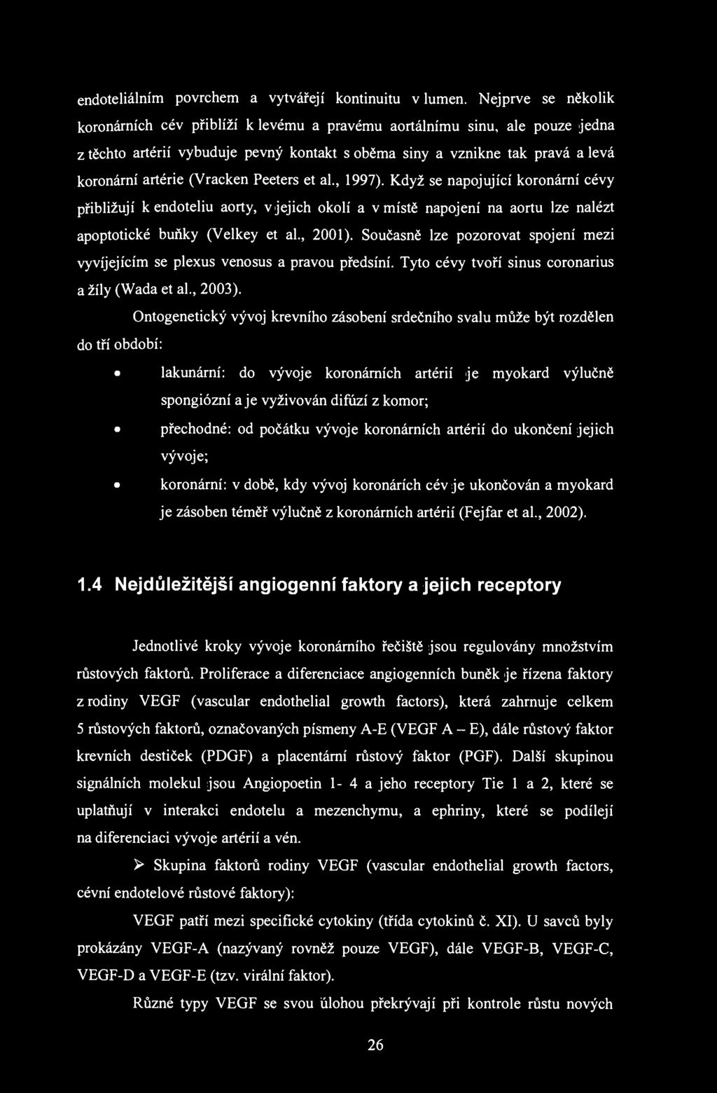 endoteliálním povrchem a vytvářejí kontinuitu v lumen.
