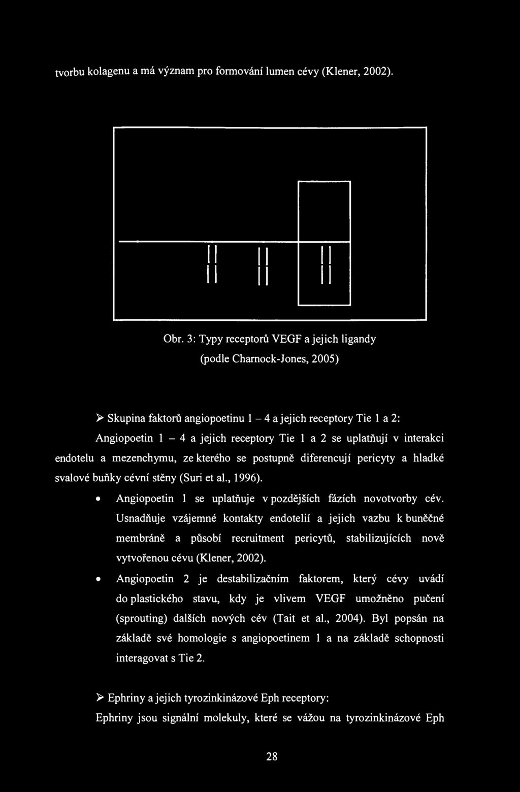 tvorbu kolagenu a má význam pro formování lumen cévy (Klener, 2002). Obr.