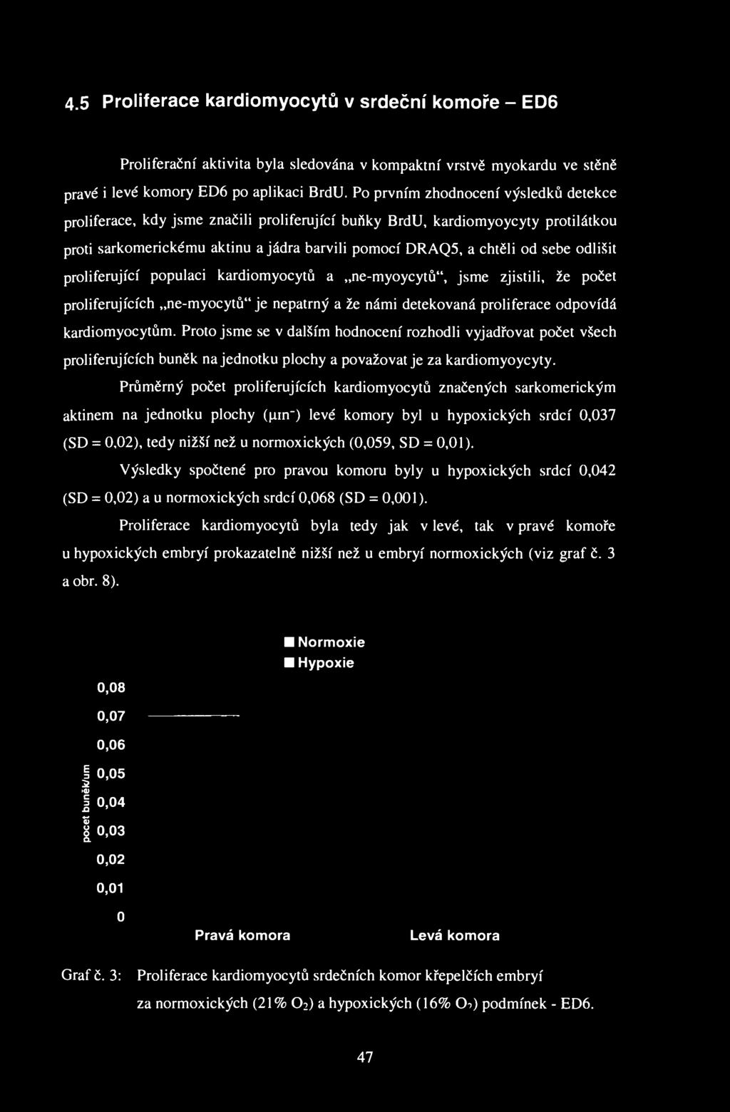 4.5 Proliferace kardiomyocytů v srdeční komoře - ED6 Proliferačnř aktivita byla sledována v kompaktní vrstvě myokardu ve stěně pravé i levé komory ED6 po aplikaci BrdU.