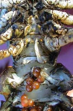 (Pontastacus leptodactylus)