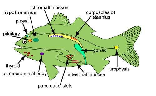 glukokortikoidy,