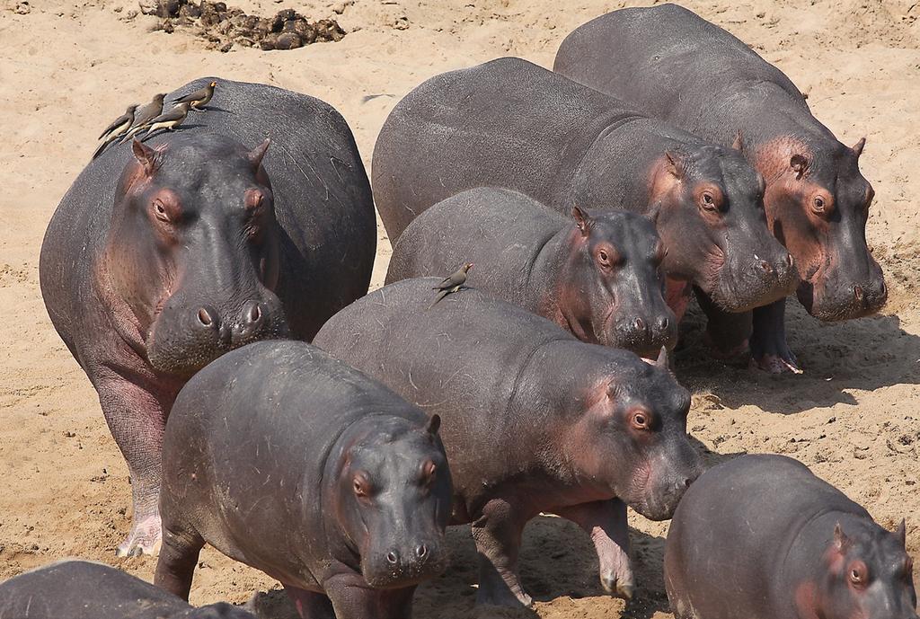 1, 3, V celé Africe se početnost lva pustinného odhaduje pouze na 25 000 jedinců, v Zambii jich žije sotva tisícovka. NP Lower Zambezi.