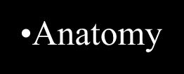 Anatomy Genome
