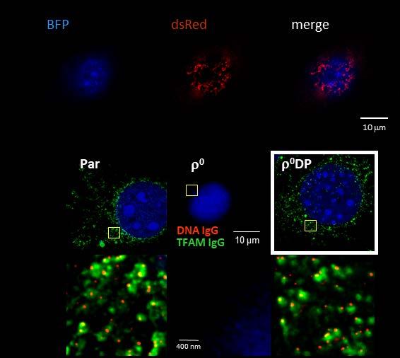 Výsledek 3: Horizontální přenos mitochondrií umožňuje tvorbu nádorů buňkami deficientními na mitochondriální DNA V nedávné době jsme ukázali, že rakovinné buňky bez mitochondriální DNA (mtdna) po