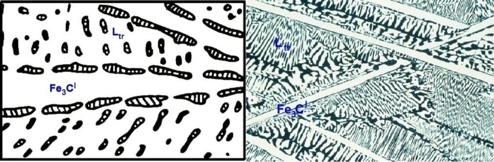 Výslednou strukturu eutektické bílé litiny, která je zcela tvořena transformovaným ledeburitem, můžeme vidět na obr. 8. Obr. 8. Struktura eutektické bílé litiny: L tr transformovaný ledeburit.