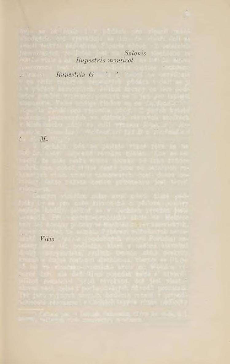 25 buje se tu často i v půdách pro riparii méně vhodných, což vysvětluje se tím, že vinaři dali se svésti velkým úspěchem Riparie vůbec.