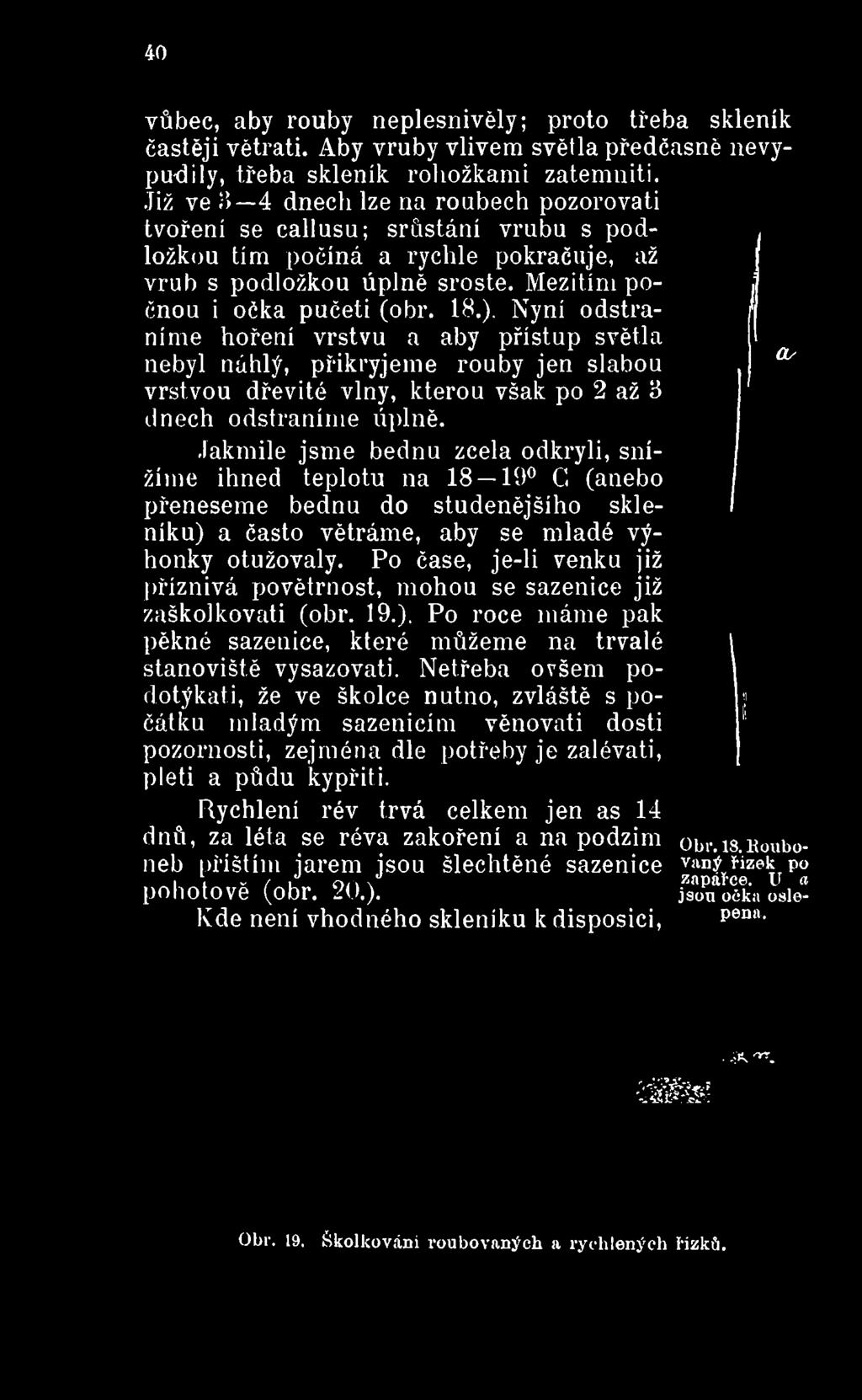 Po čase, je-li venku již příznivá povětrnost, mohou se sazenice již zaškolkovati (obr. 19.). Po roce máme pak pěkné sazenice, které můžeme na trvalé stanoviště vysazovati.