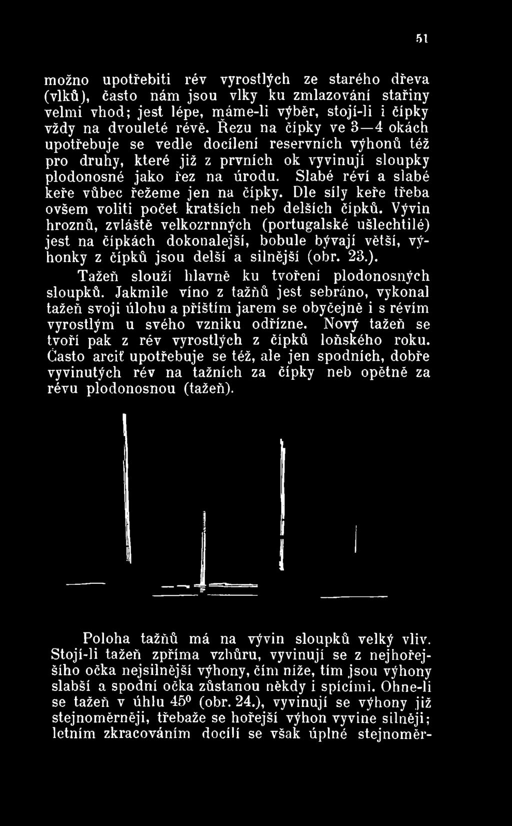 Vývin hroznů, zvláště velkozrnných (portugalské ušlechtilé) jest na čípkách dokonalejší, bobule bývají větší, výhonky z čípků jsou delší a silnější (obr. 23.). Tažeň slouží hlavně ku tvoření plodonosných sloupků.