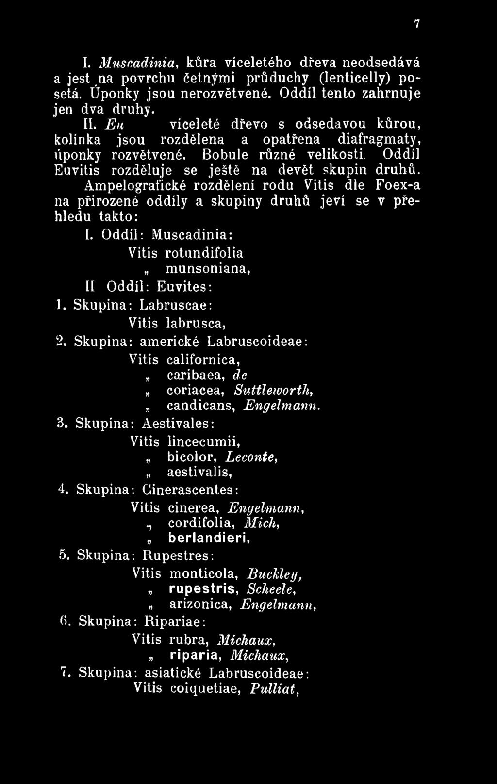 Skupina: americké Labruscoideae: Vitis californica, caribaea, de coriacea, Suttleworth, candicans, Engelmann. 3.