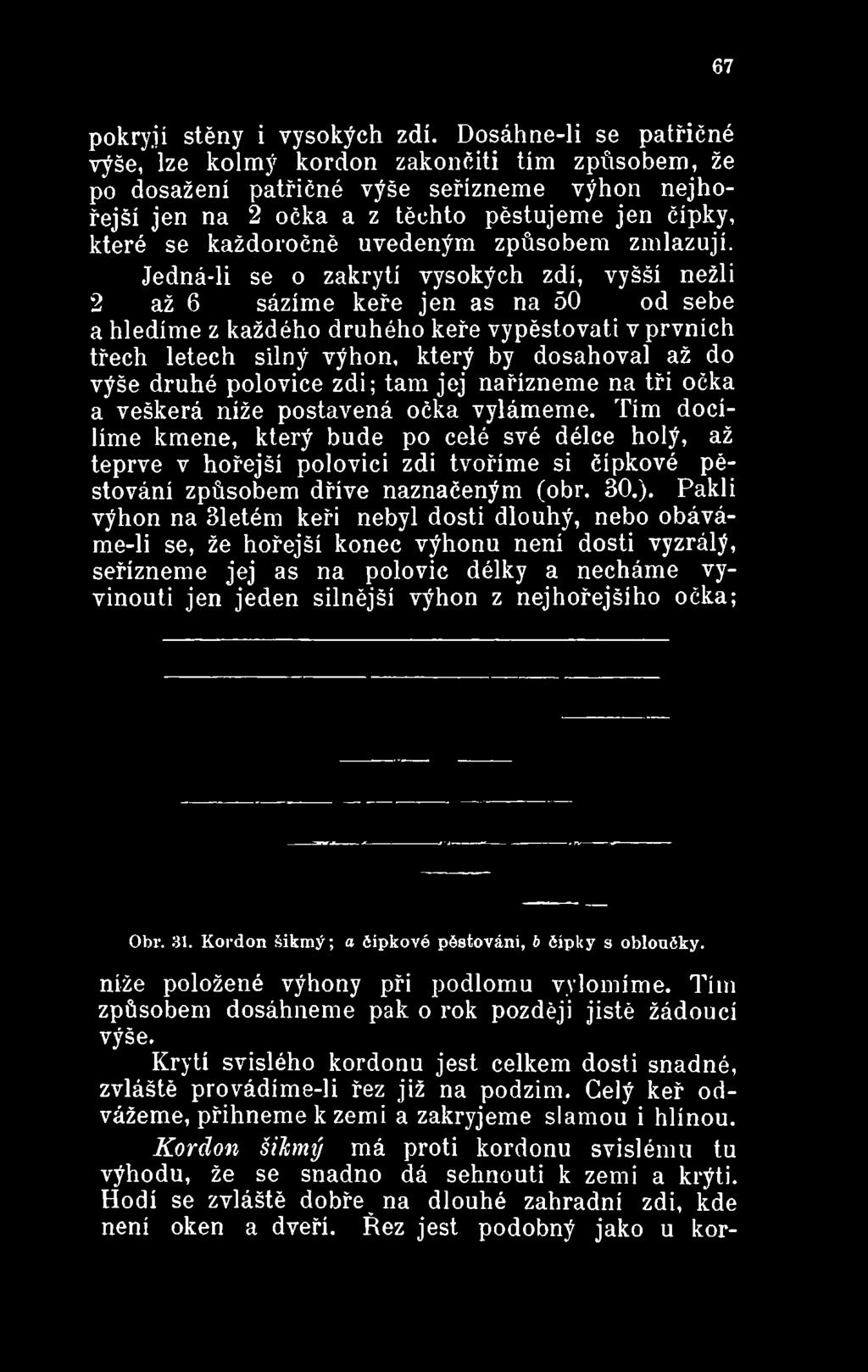 který by dosahoval až do výše druhé polovice zdi; tam jej nařízneme na tři očka a veškerá níže postavená očka vylámeme.