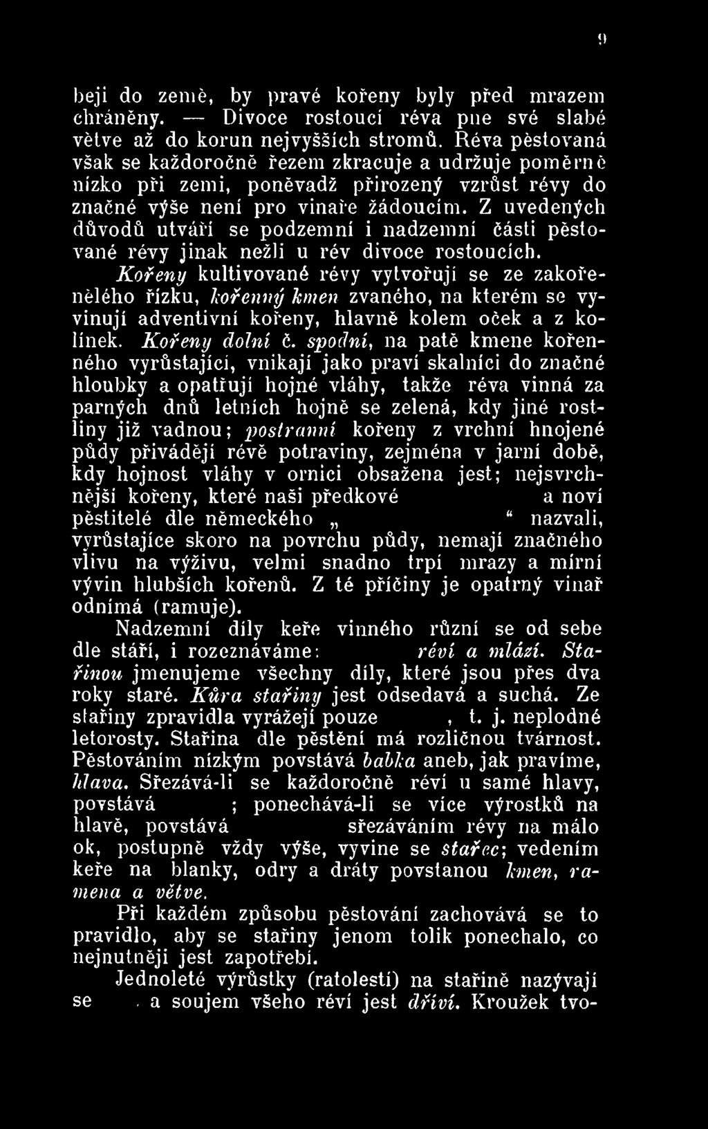 spodní, na patě kmene kořenného vyrůstajíci, vnikají jako praví skalníci do značné hloubky a opatřují hojné vláhy, takže réva vinná za parných dnů letních hojně se zelená, kdy jiné rostliny již