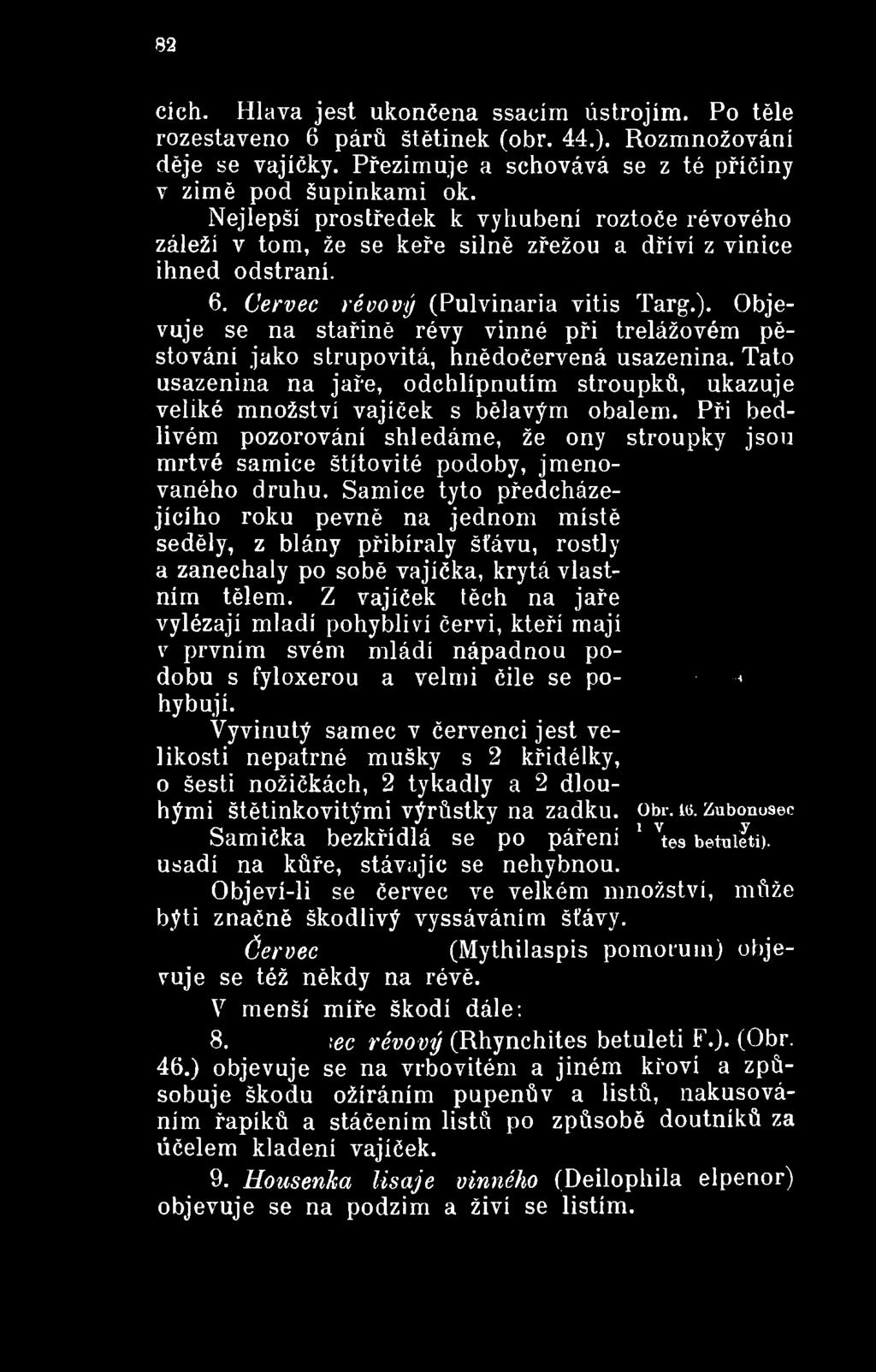 Samice tyto předcházejícího roku pevně na jednom místě seděly, z blány přibíraly šťávu, rostly a zanechaly po sobě vajíčka, krytá vlastním tělem.