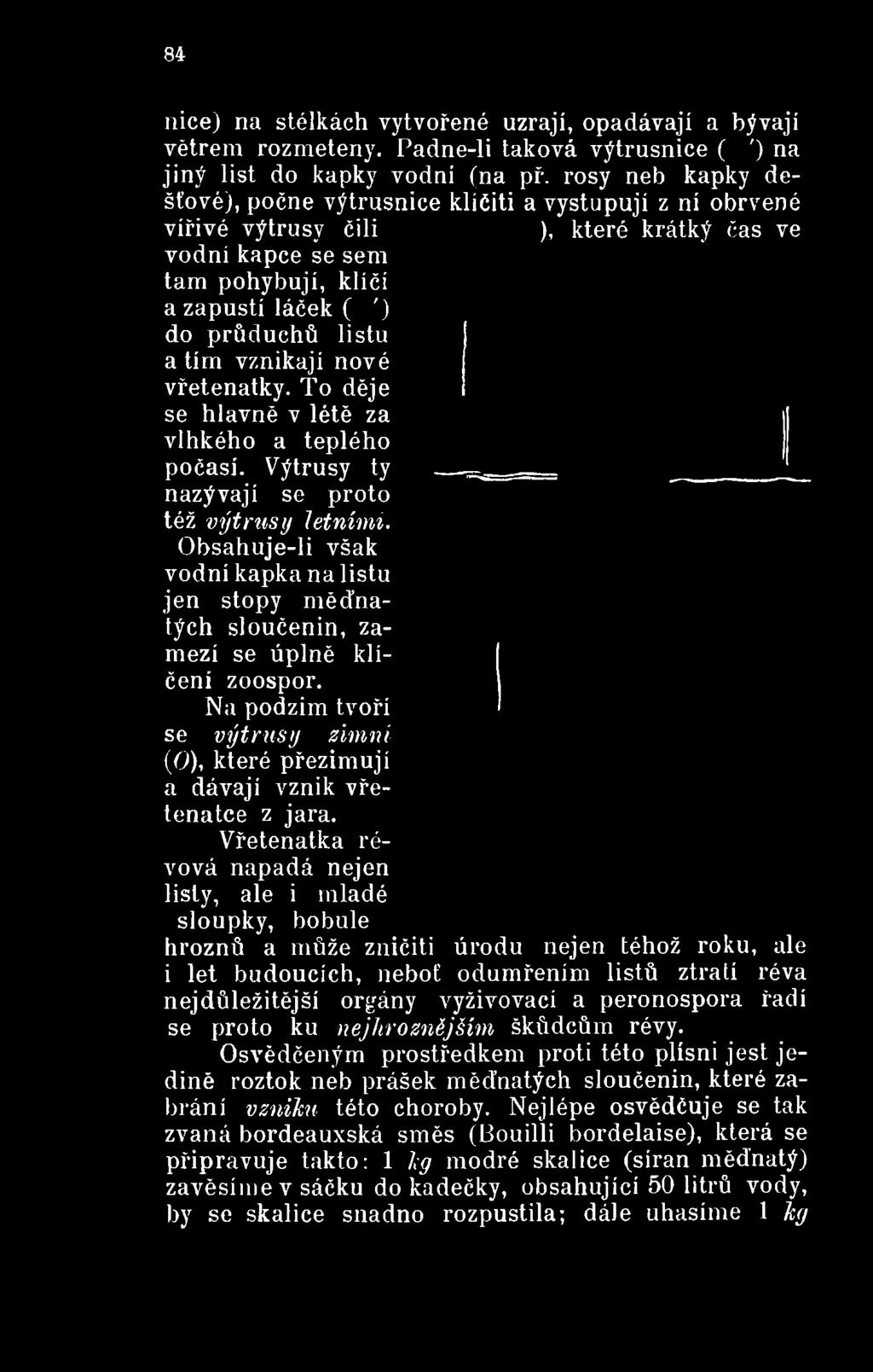Na podzim tvoří se výtrusy zimní (O), které přezimují a dávají vznik vřetenatce z jara.