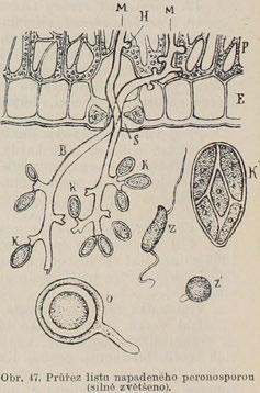 réva nejdůležitější orgány vyživovací a peronospora řadí se proto ku nejhroznějším škůdcům révy.