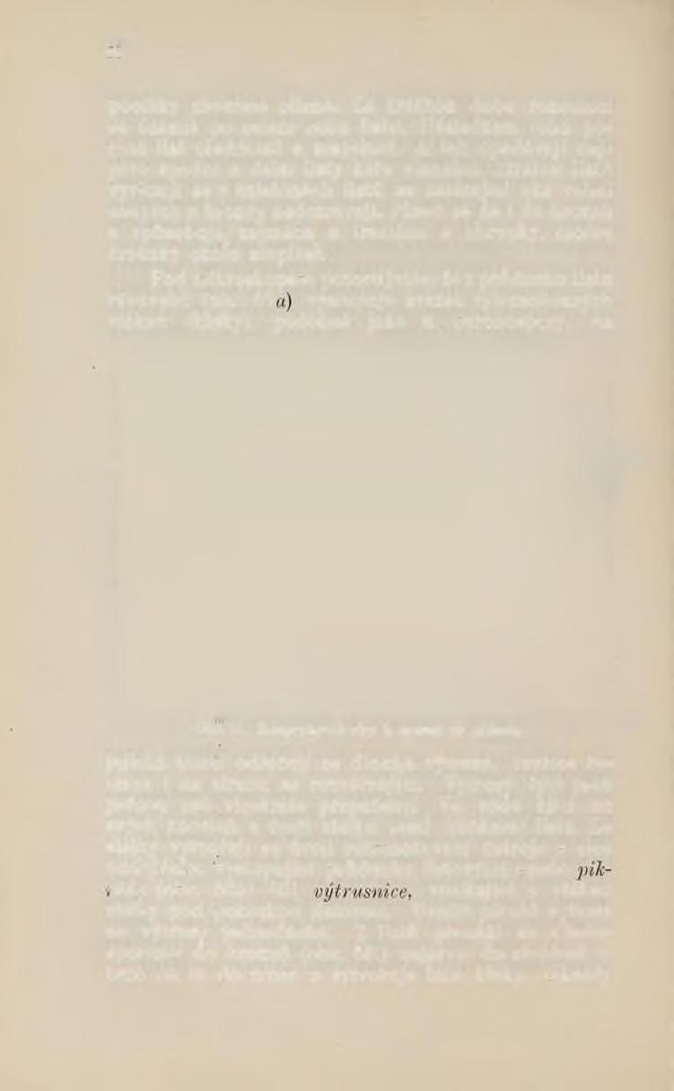 SS počátky zhoubné plísně. Za krátkou dobu rozmnoží se úžasně po celém rubu listu. Následkem toho počíná list blednouti a zasychati.