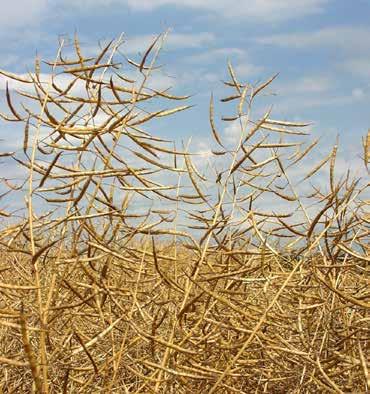 Portfólio DEKALB Spoločnosť Monsanto sa mnohým pestovateľom spája najmä s hybridmi kukurice, ale už niekoľko desaťročí sa spolu so šľachtiteľským programom zameraným na kukurice samostatne vyvíja a