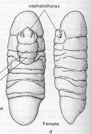 STREPSIPTERA Diferenciáln lní diagnóza - obligátn tní entomofágn gní parazité - ústní ústrojí redukované - extrémn mně vyvinutý metathorax