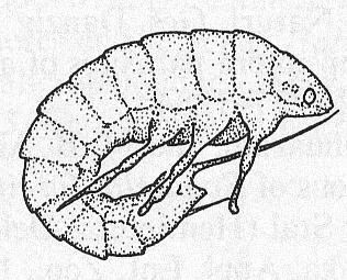 VÝVOJ (+morfologie larvy) - páření volně (M) nebo na hostitelích (S) - samci lákajl kají samice žlázy na hrudi - traumatická inseminace: kdekoli na abd.