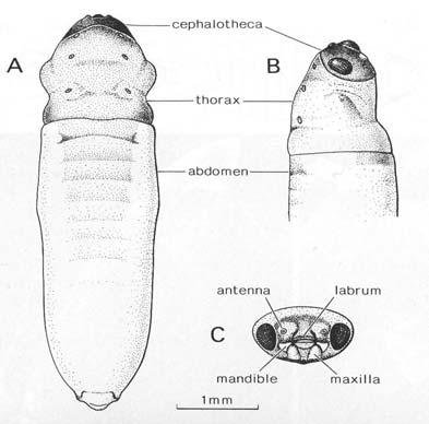 . otvory do prostoru mezi a odtud štěrbinou ven - triugulini invazní larvy až 75 000, max. 0,4 mm, 3-63 stemmat, - oligopodní,, 2-42 štěty ty na konci těla t (skáčou), napadení (enzymy 2 hod.
