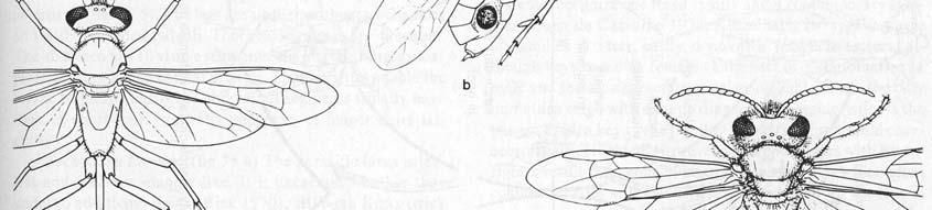 Halictophagus (Halictophagidae) (b) Delphacidae (Auchenorrhyncha)