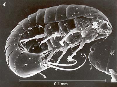s homonomními mi segmenty - difúze ovári rií - endoparatitické larváln lní instary - polymetabolie, polyembryonie - subimago u samců (1)) asociace s Coleoptera: posteromotorizmus (2)) mezi Polyphaga