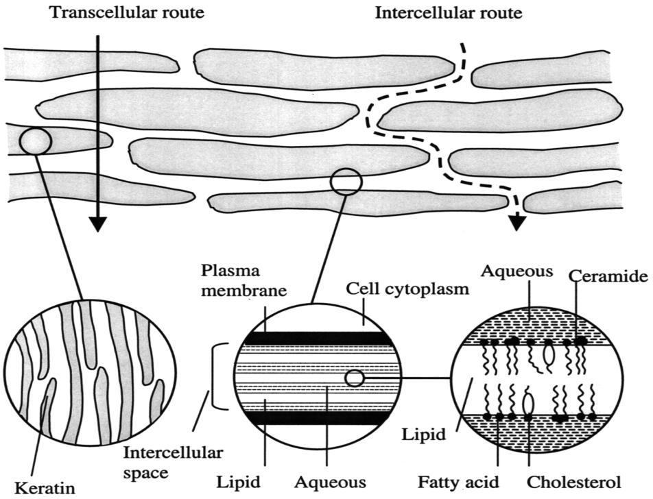 Přes SC byly popsány dvě cesty permeace (obr. 4): 1. intracelulární (transcelulární) cesta přes korneocyty 2. intercelulární (paracelulární) cesta přes mezibuněčné lipidy.
