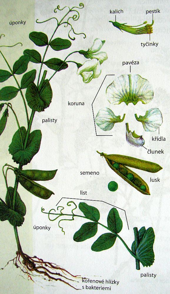 Bobovité (Fabaceae) /čti fabácé/ 1. Naprosto typický tvar květu z pavézy, křídel a člunku.