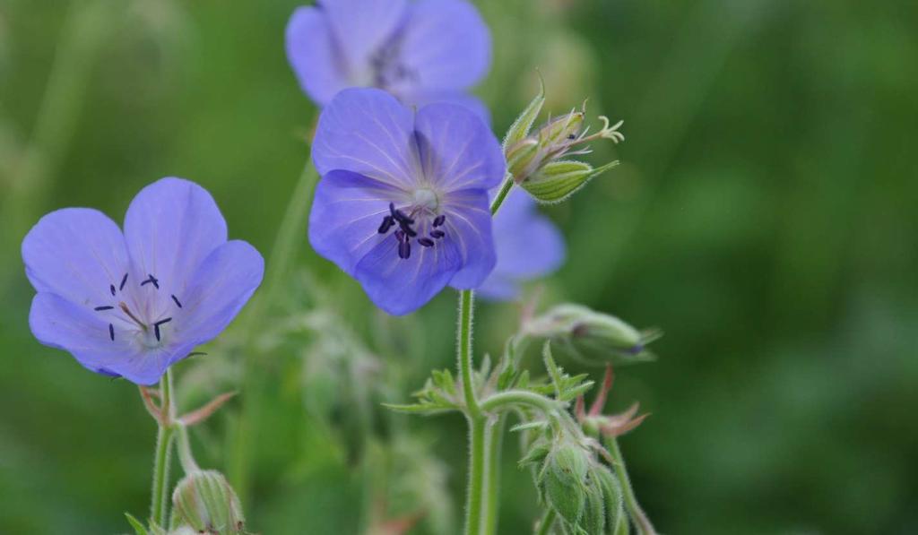 Geranium