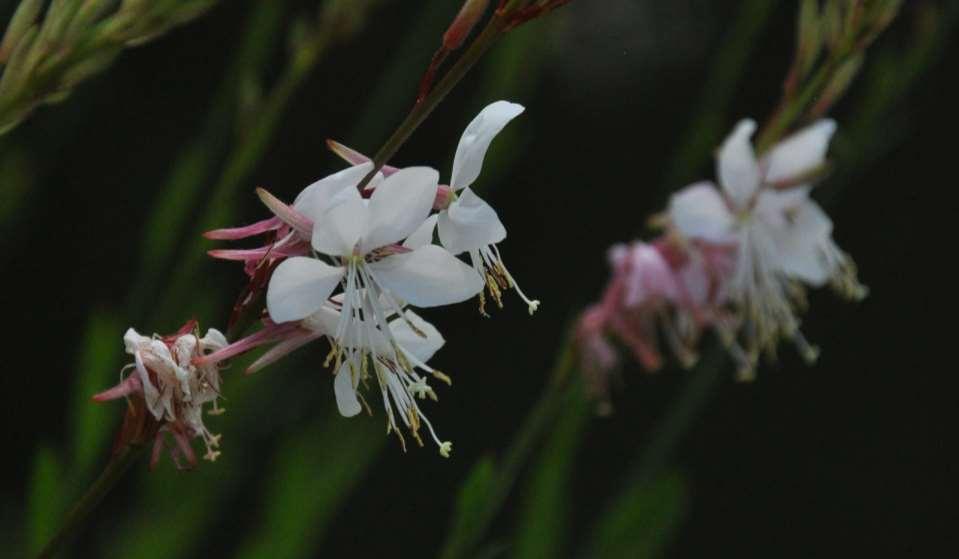 Gaura