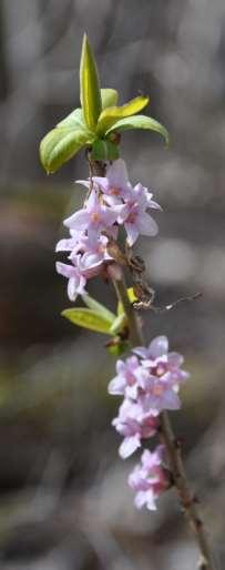 Řád Malvales Čeleď Thymelaeaceae (vrabečnicovité)* Daphne mezereum (lýkovec jedovatý) je naším nejhojnějším zástupcem čeledi, roste v humózních