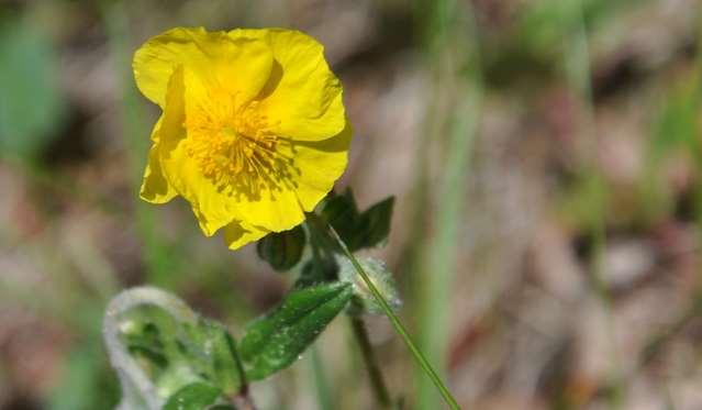 Helianthemum