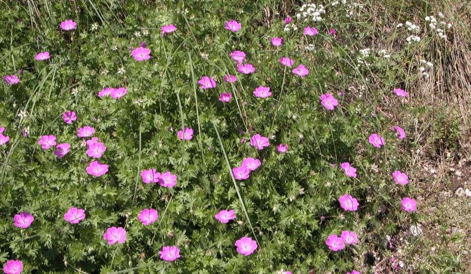 Geranium