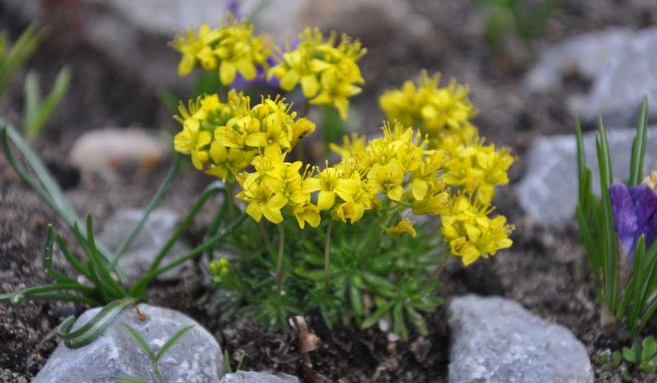 Draba aizoides