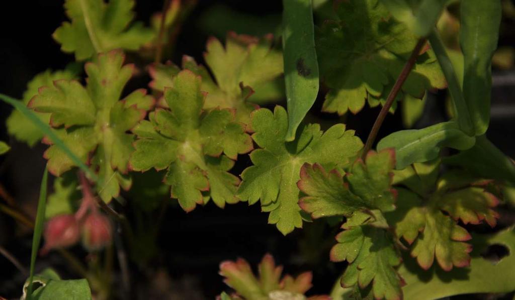 Geranium