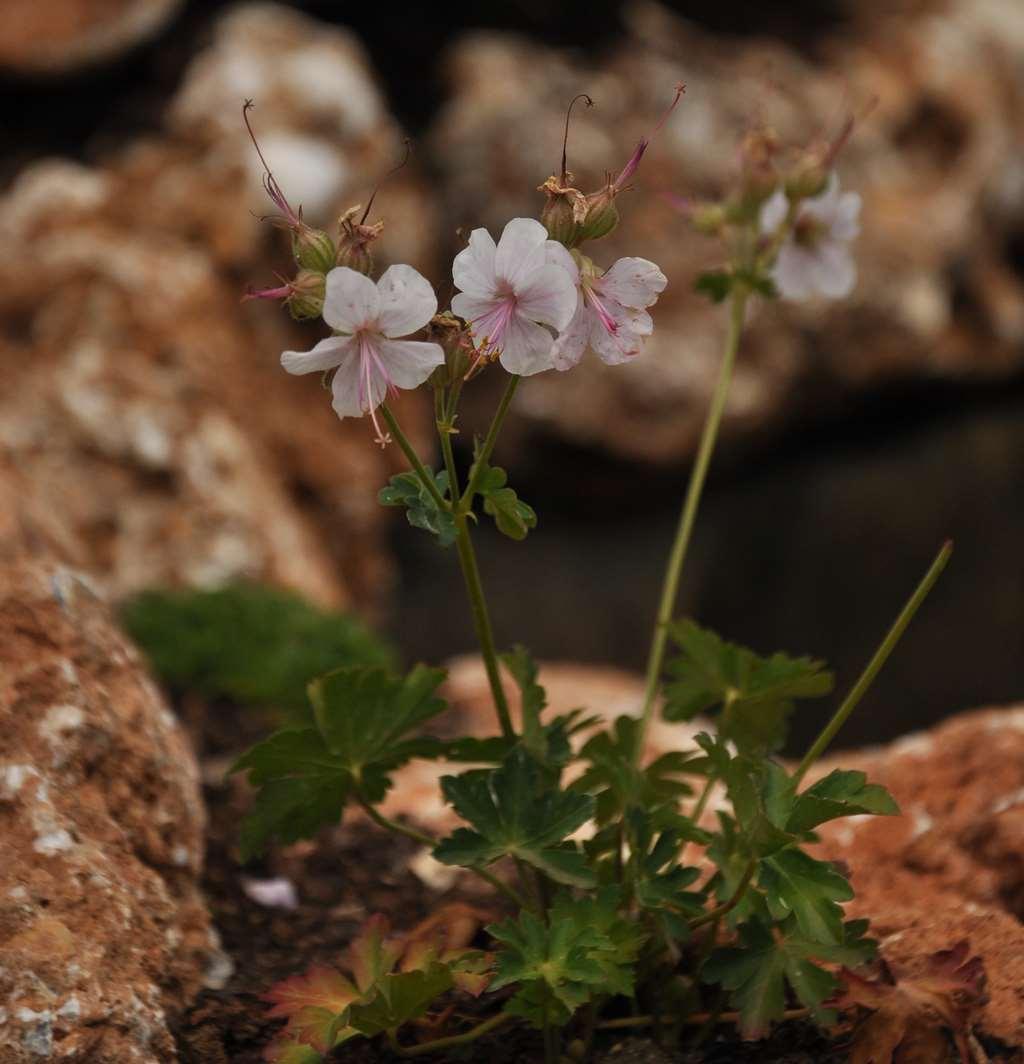 Geranium