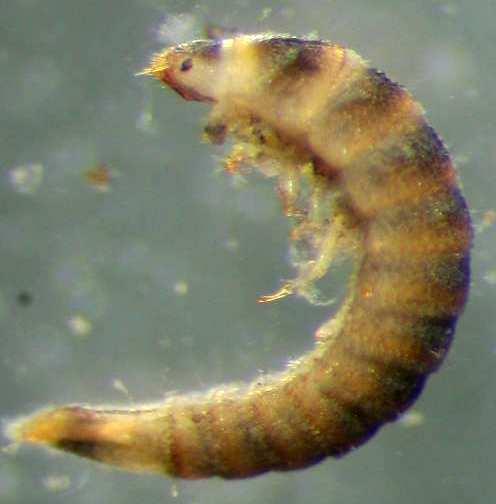 Elmidae Limnius