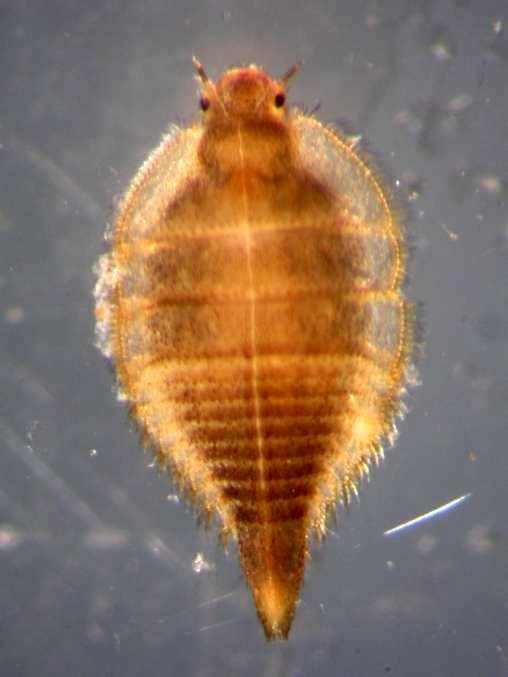 4mm) Elmis  2,5mm)